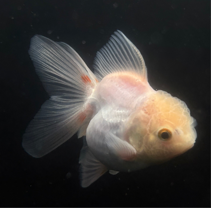 Thai Oranda Lemon Head 2.5”Body Male 4 Months (JC-029)R4A10