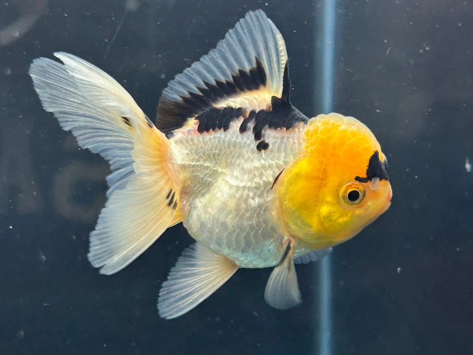 Thai Oranda Panda 2.0”Body Female 4 Months (JC-031)R4A10