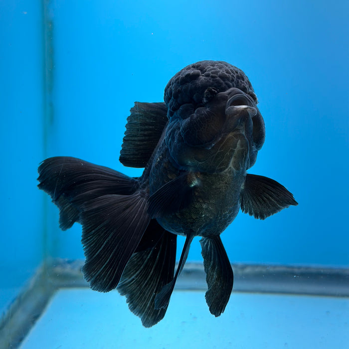 Live Fancy Goldfish Jet Black Oranda 3.50'' (KP-105) Ready To Ship! What You See What You Get.