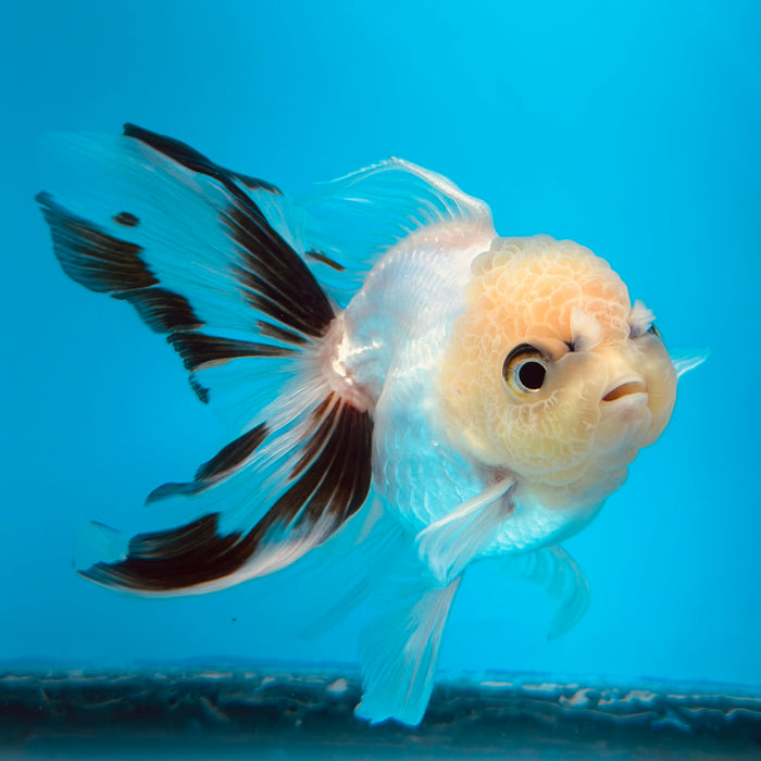 Live Fancy Goldfish Panda Thai Oranda 3.00'' (KP-111) Ready To Ship! What You See What You Get.