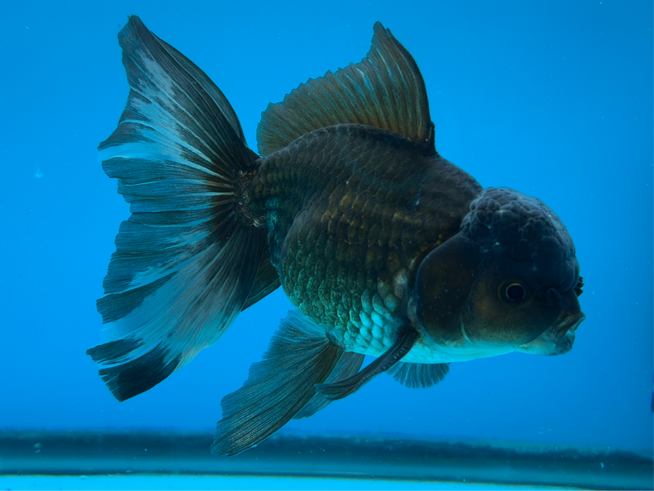 Thai Oranda Black 4" Body Male 9 Months (JC-084)R1A06