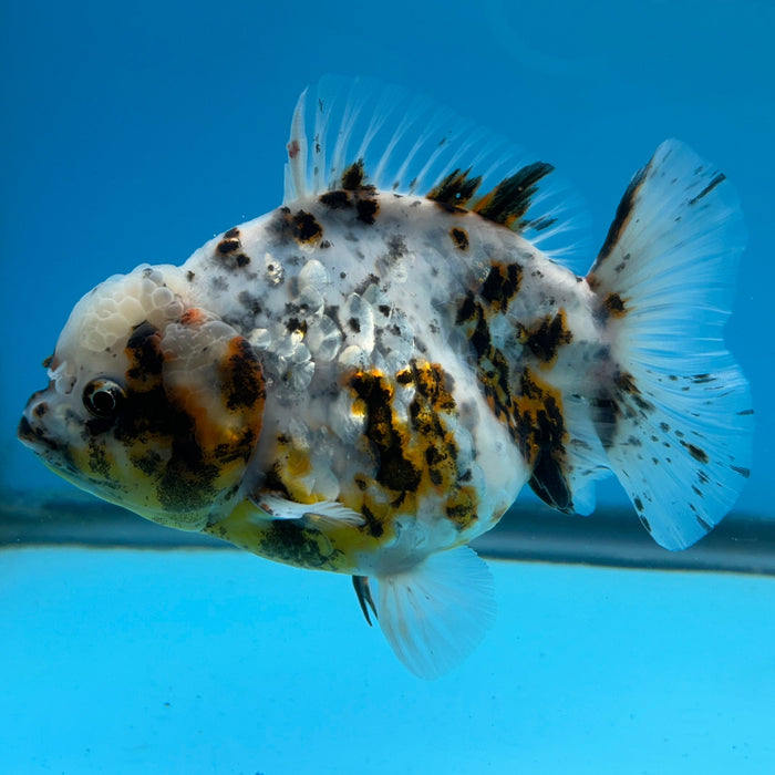 NK Thailand Thai Oranda Short Tail White Tiger Calico 4” Body Female (JC-006) R1C4