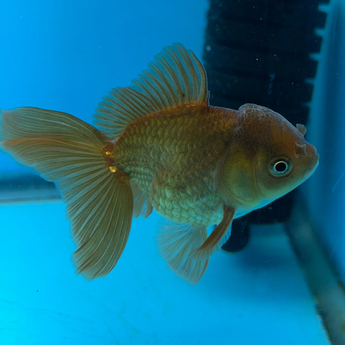 Thai Oranda Copper Yellow 2.5” Body Female 6 Months (JC-172)R1A9