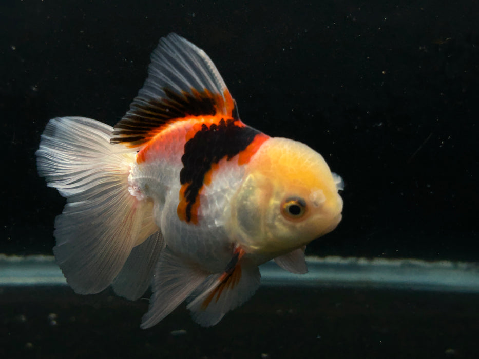 Thai Oranda Tri-Color 2.5” Body Male 4 Months (JC-023)R4C10