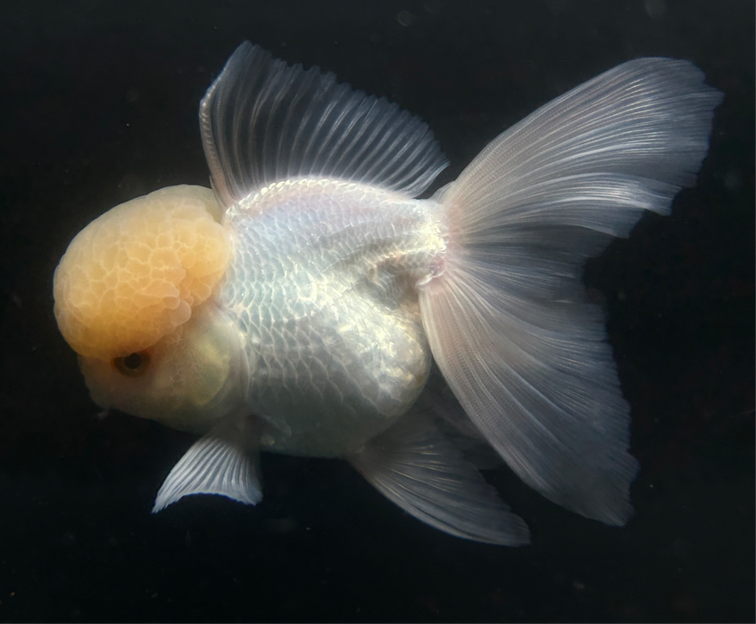 Thai Oranda Lemon Head 3.5” Body Female 6 Months (JC-019)R4A14