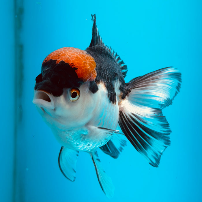 Live Fancy Goldfish Tri Color Thai Oranda 3.50'' (KP-107) Ready To Ship! What You See What You Get.