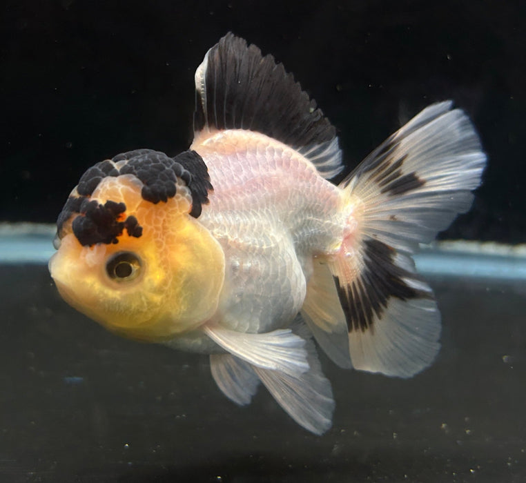 Thai Oranda Panda 2.5” Body Male 6 Months (JC-052)R4C08