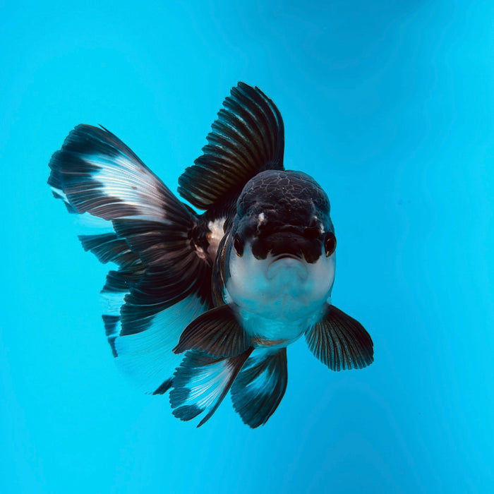 Live Fancy Goldfish Panda Thai Oranda 3.00'' (KP-122) Ready To Ship! What You See What You Get.