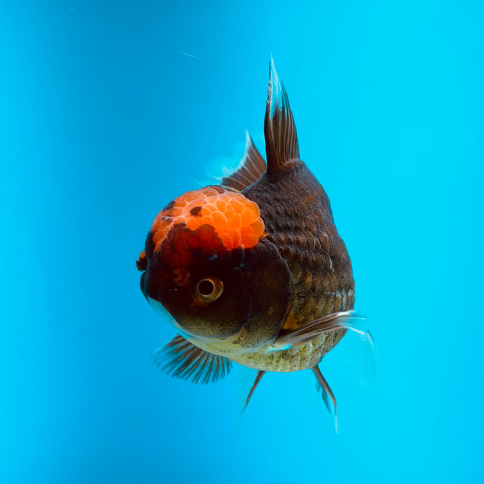 Live Fancy Goldfish Black Body Red Cap Thai Oranda 3.00'' (KP-121) Ready To Ship! What You See What You Get.