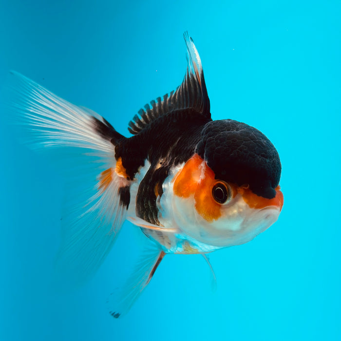 Live Fancy Goldfish  Tri Color Thai Oranda 3.00'' (KP-120) Ready To Ship! What You See What You Get.