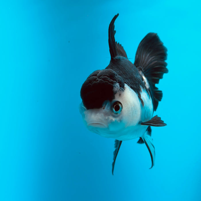 Live Fancy Goldfish Panda Thai Oranda 3.50'' (KP-123) Ready To Ship! What You See What You Get.