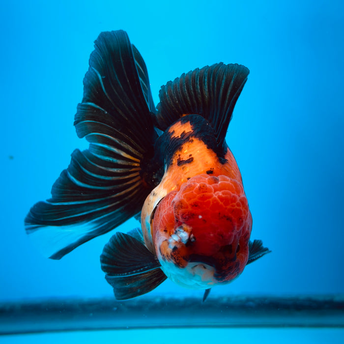 Live Fancy Goldfish Tri Color Thai Oranda 3.50'' (KP-109) Ready To Ship! What You See What You Get.