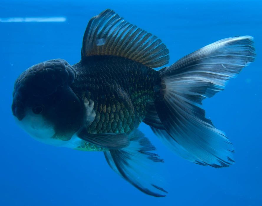 Thai Oranda Panda Black Rose Tail 4” Body Male 8 Months (JC-127) R1A03