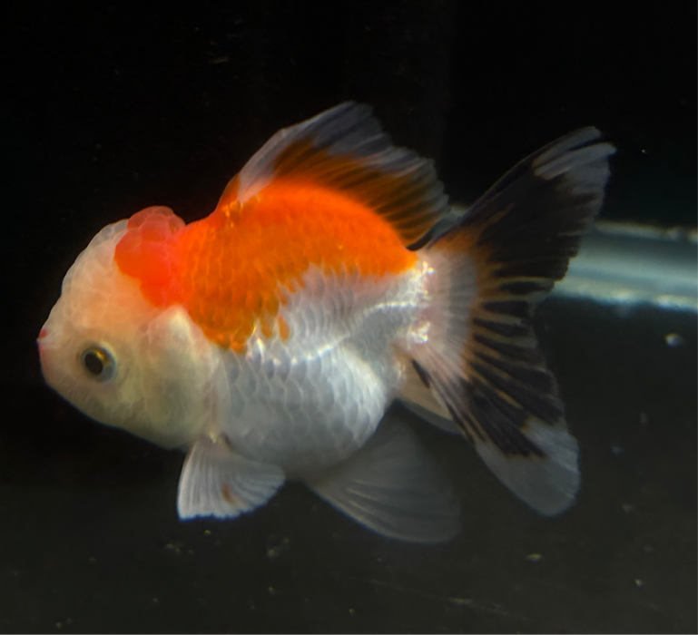 Thai Oranda Tri-Color 2.0”Body Male 4 Months (JC-026)R4C08