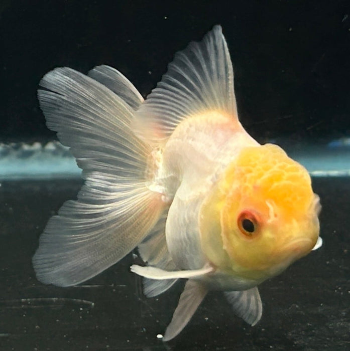 Thai Oranda Lemon Head 2.0” Body Female 5 Months (JC-062)R4A12