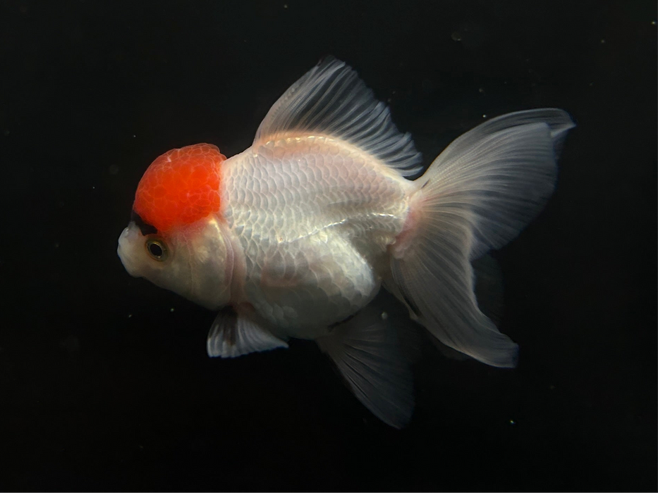 Thai Oranda Red Cap 2.5" Body Female 7 Months (JC-075)R1A07