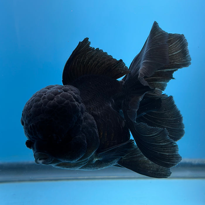 Live Fancy Goldfish Jet Black Oranda 3.50'' (KP-105) Ready To Ship! What You See What You Get.