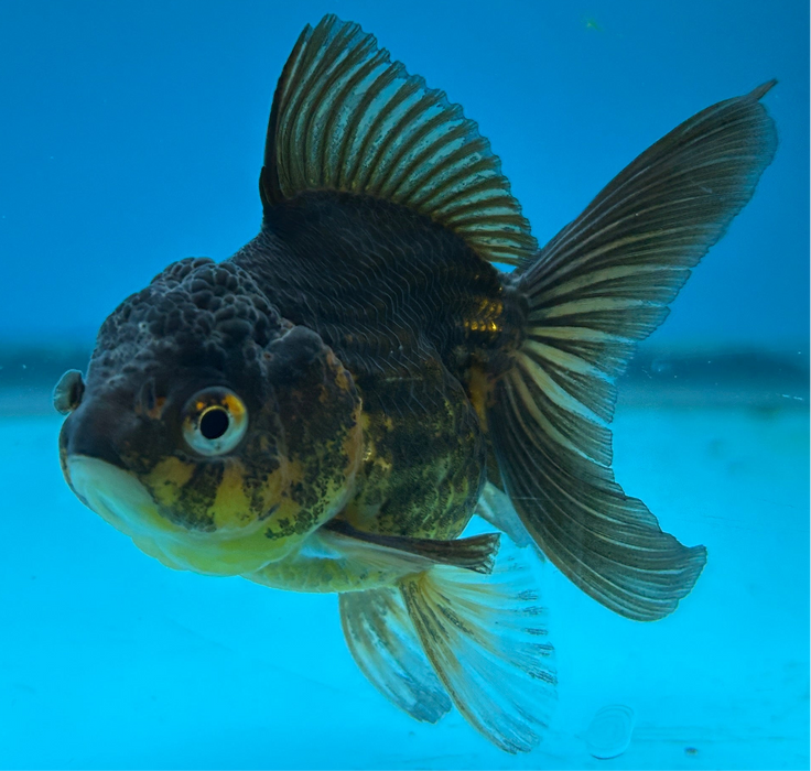 Thai Oranda Rose Tail Golden Copper 2.5” Body Male 6 Months (JC-104) R1B06