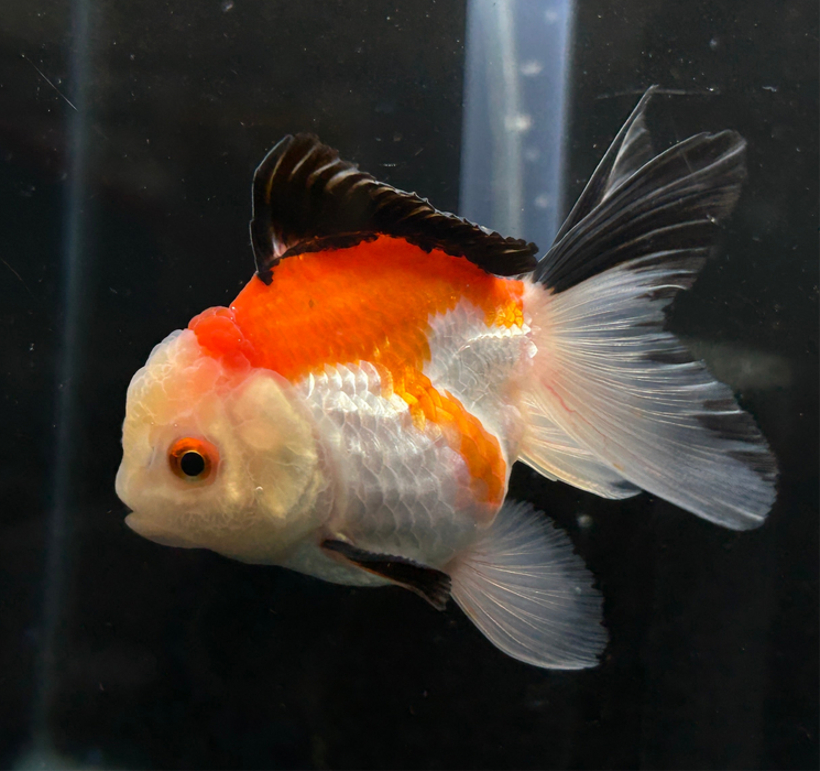 Thai Oranda Tri-Color 2.5” Body Female 4 Months (JC-024)R4B13