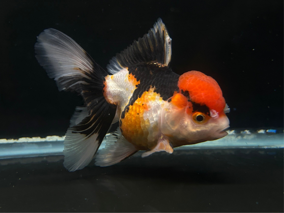 Thai Oranda Tri-Color 2.7" Body Female 7 Months (JC-073)R1A07