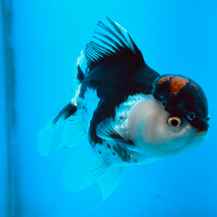 Live Fancy Goldfish Tri Color Thai Oranda 3.50'' (KP-108) Ready To Ship! What You See What You Get.