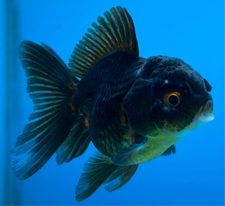 Thai Oranda Black Rose Tail 2.5” Body Female 5 Months (JC-119) R1B05