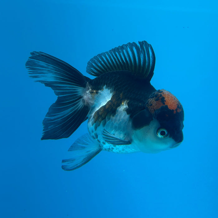 Thai Oranda Panda Red Cap 3.5” Body Female 8 Months (JC-169)R1A08