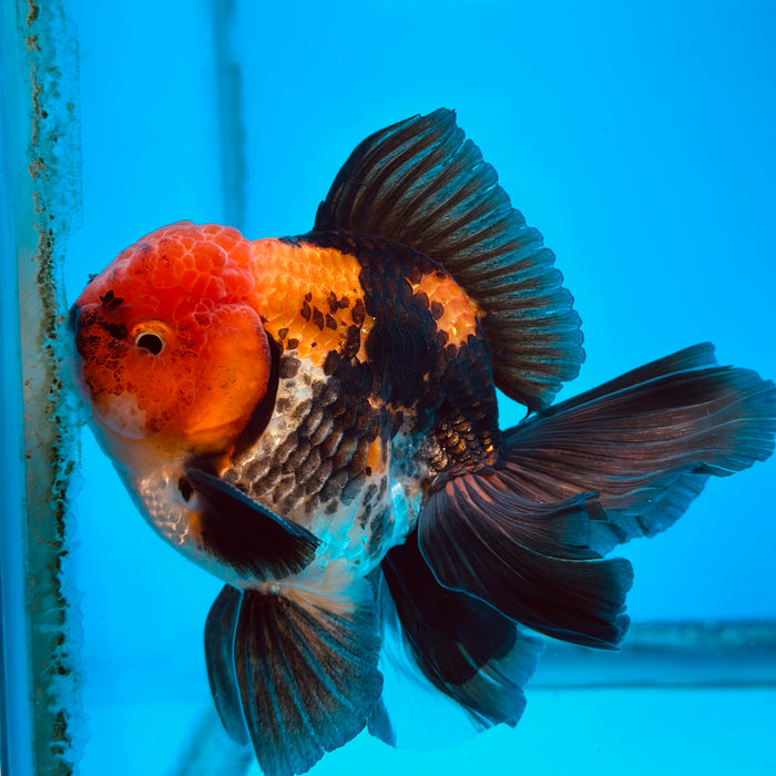 Live Fancy Goldfish Tri Color Thai Oranda 3.50'' (KP-109) Ready To Ship! What You See What You Get.