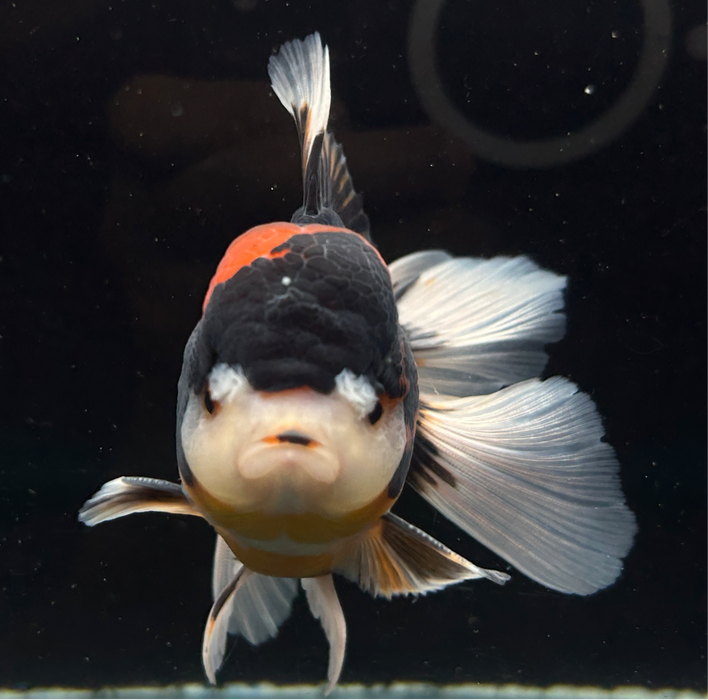 Thai Oranda Tri-Color 3" Body Male 8 Months (JC-078)R1A07