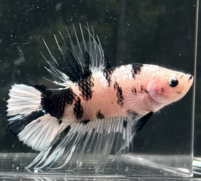 LIVE BETTA FANCY YELLOW KOI DALMATIAN MALE PLAKAT S215 (LLL-4030) WHAT YOU SEE WHAT YOU GET!