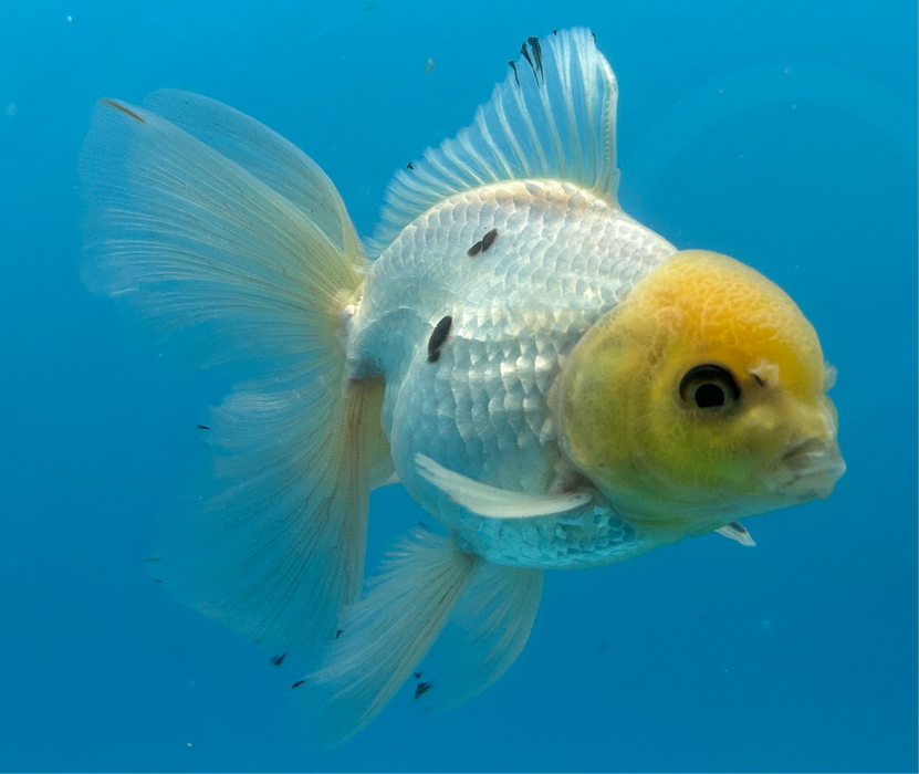 Thai Oranda Panda Lemon Head Rose Tail 3” Body Male 7 Months (JC-112) R1B04