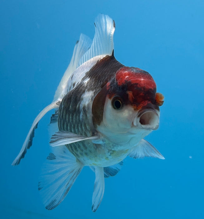 Thai Oranda Panda Red Cap Rose Tail 3” Body Male 6 Months (JC-130) R1A02