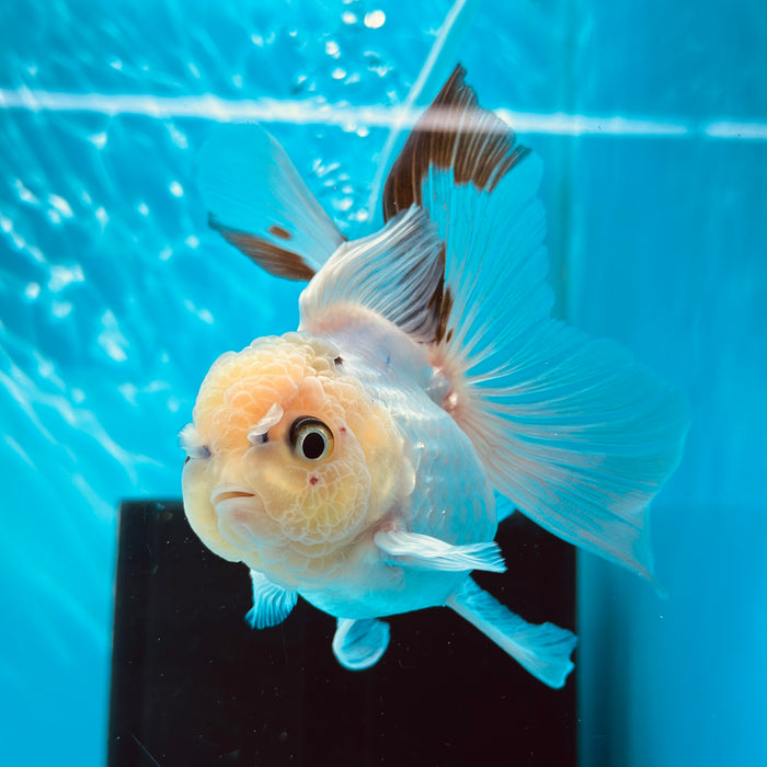 Live Fancy Goldfish Panda Thai Oranda 3.00'' (KP-111) Ready To Ship! What You See What You Get.