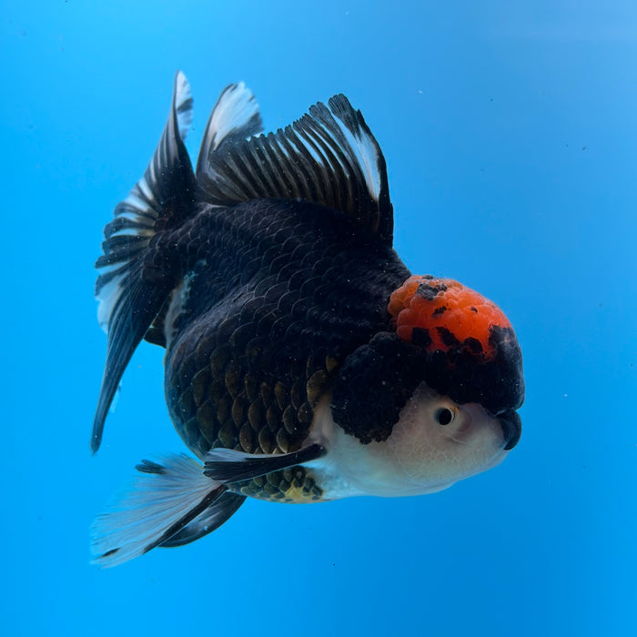 Live Fancy Goldfish Tri Color Thai Oranda 3.50'' (KP-102) Ready To Ship! What You See What You Get.