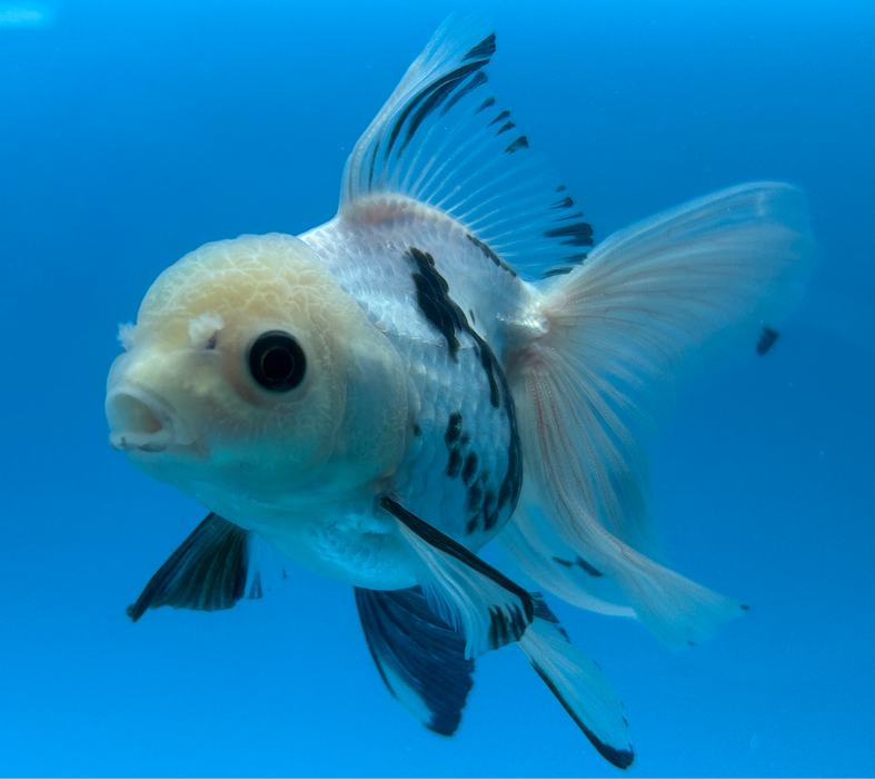 Thai Oranda Panda White Head Rose Tail 3” Body Female 7 Months (JC-111) R1B04