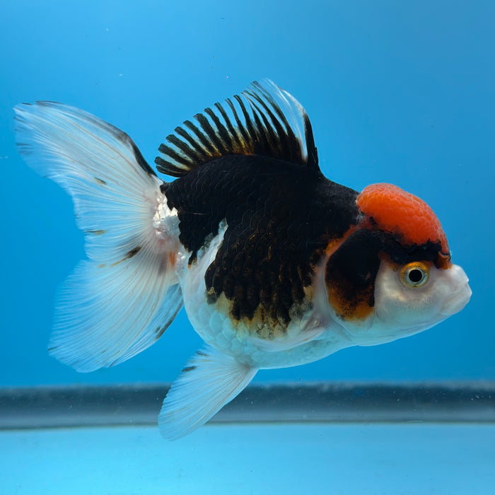 Live Fancy Goldfish Tri Color Thai Oranda 3.50'' (KP-101) Ready To Ship! What You See What You Get.