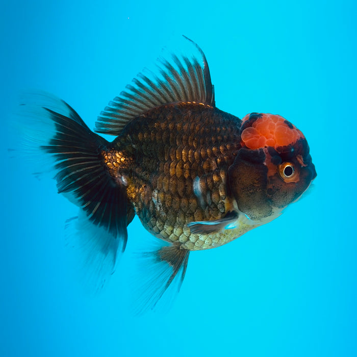 Live Fancy Goldfish Black Body Red Cap Thai Oranda 3.00'' (KP-121) Ready To Ship! What You See What You Get.