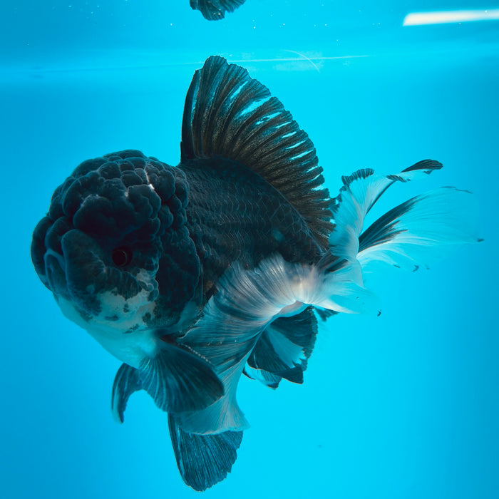 Live Fancy Goldfish Panda Thai Oranda 3.50'' (KP-106) Ready To Ship! What You See What You Get.