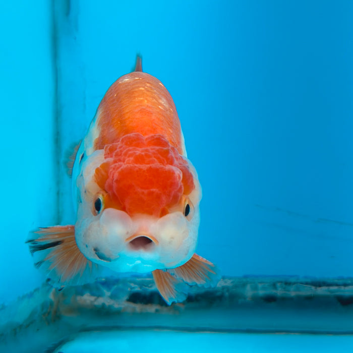 Live Fancy Goldfish Red & White Ranchu 3.00'' (KP-119) Ready To Ship! What You See What You Get.