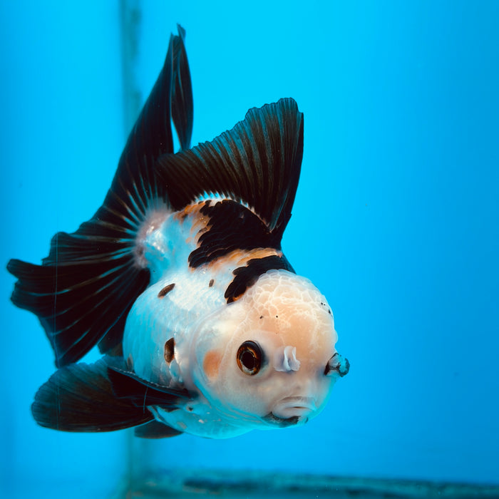 Live Fancy Goldfish Tri Color Thai Oranda 3.50'' (KP-115) Ready To Ship! What You See What You Get.