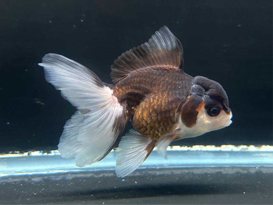 Thai Oranda 2.0" Body female 5 Months (JC-069)R1A07