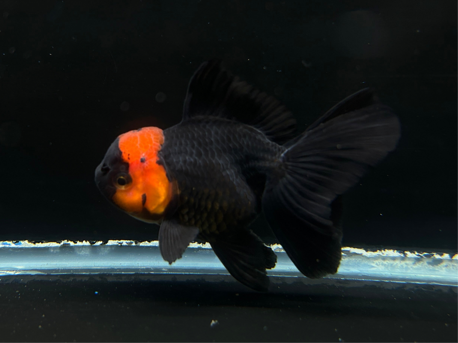 Thai Oranda Apache 3" Body Female 8 Months (JC-072)R1A07