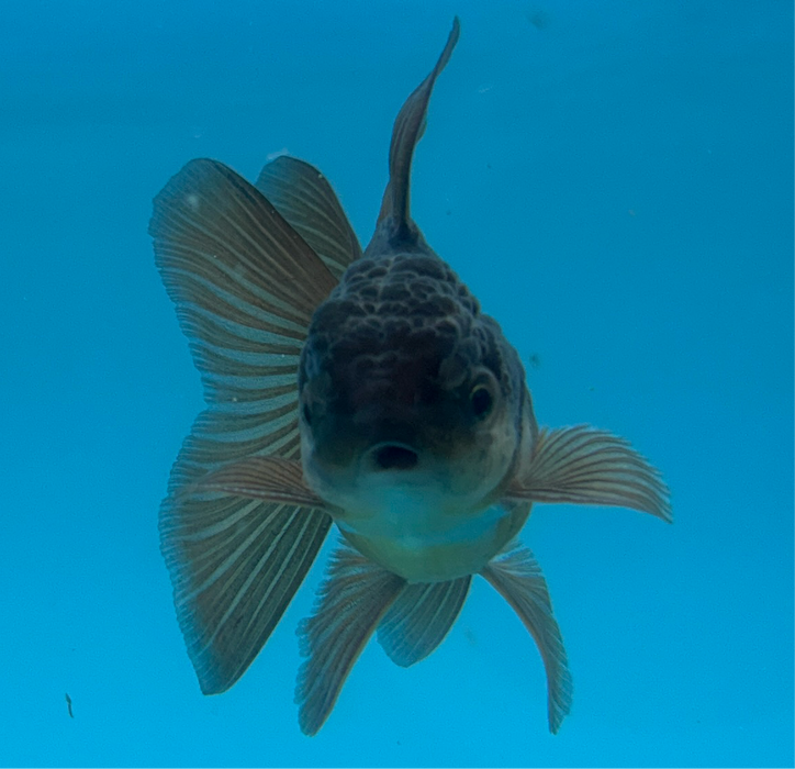 Thai Oranda Yellow Copper Turning Black Rose Tail 2” Body Female 4 Months (JC-122) R1B05