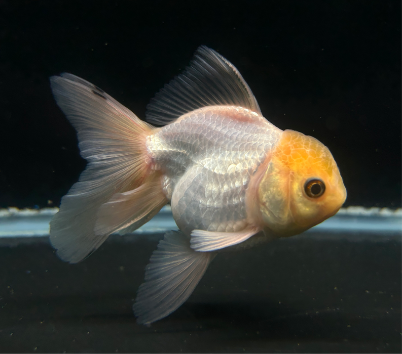 Thai Oranda Lemon Head 2.5”Body Female 6 Months (JC-045)R4C10