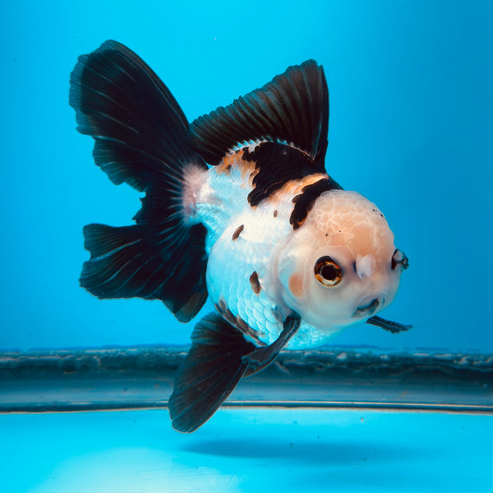 Live Fancy Goldfish Tri Color Thai Oranda 3.50'' (KP-115) Ready To Ship! What You See What You Get.