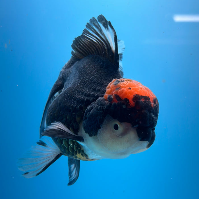 Live Fancy Goldfish Tri Color Thai Oranda 3.50'' (KP-102) Ready To Ship! What You See What You Get.