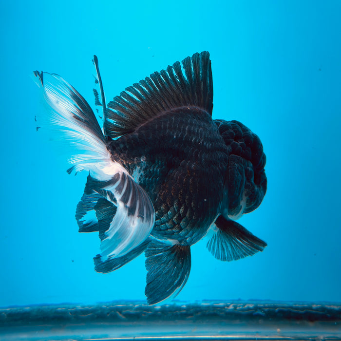 Live Fancy Goldfish Panda Thai Oranda 3.50'' (KP-106) Ready To Ship! What You See What You Get.