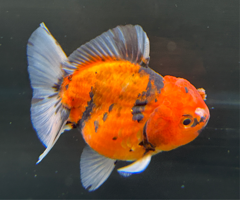 Thai Oranda Tiger Calico 2.50" Body Male 4 Months (JC-008)R4B12