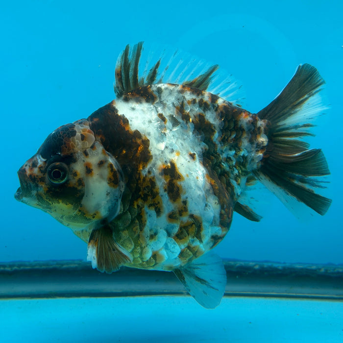 NK Thailand Thai Oranda Short Tail White Tiger Calico 4” Body Male (JC-002) R1C4