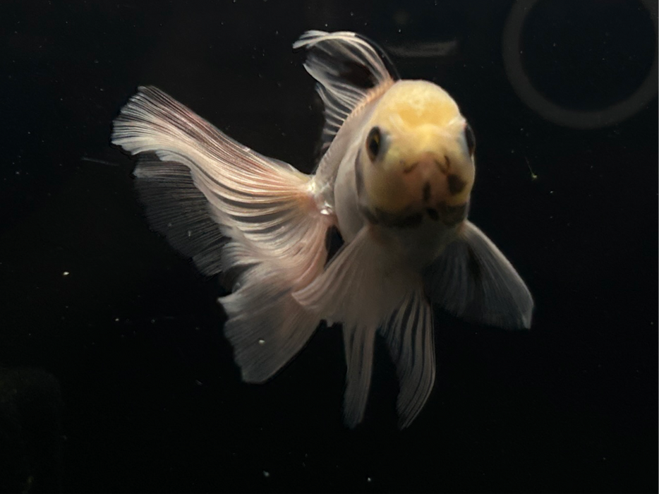 Thai Oranda Panda 2.5" Body Male 6 Months (JC-080)R1A06